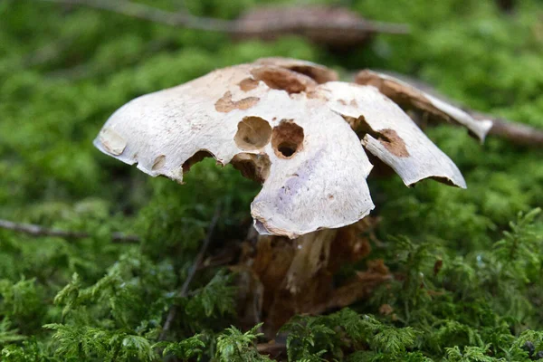 苔で覆われた森の床に腐ったキノコの柔らかい焦点 — ストック写真