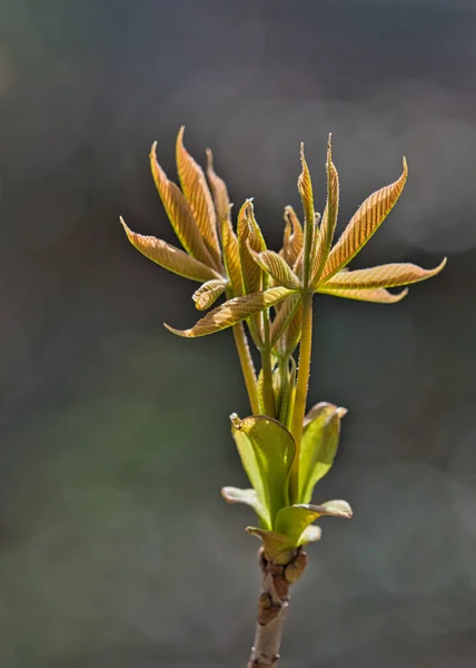 Plano Vertical Una Planta Verde Con Fondo Borroso —  Fotos de Stock