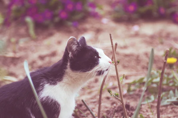 Nahaufnahme Einer Entzückenden Katze Einer Natürlichen Umgebung — Stockfoto