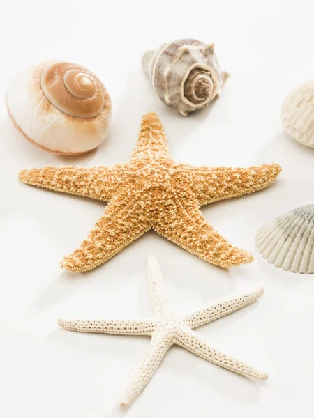 Vertical Shot Starfish Seashells White Surface Lights — Stock Photo, Image