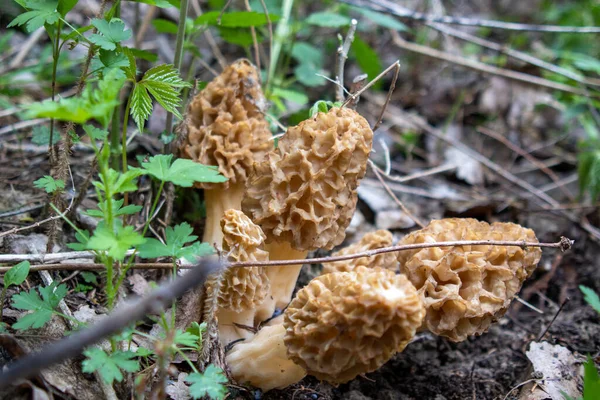 Vysokoúhlý Záběr Rostoucí Houby Morel Nebrasce — Stock fotografie