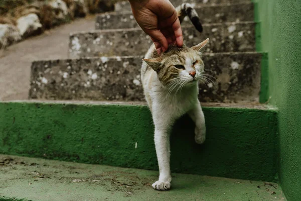 Eine Streunende Katze Läuft Eine Betontreppe Hinunter Und Wird Von — Stockfoto