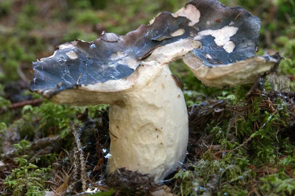 Ett Mjukt Fokus Hos Gammal Ruttnande Svamp Skogsgolvet — Stockfoto