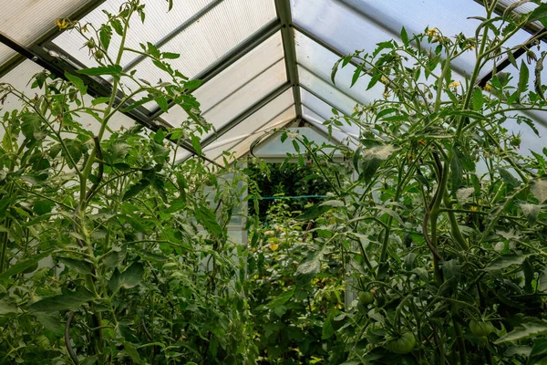 Bouquet Plantes Vertes Poussant Dans Une Serre — Photo