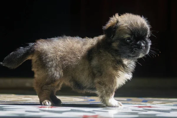 Primer Plano Hermoso Griffon Bruxellois Bajo Luz Del Sol — Foto de Stock