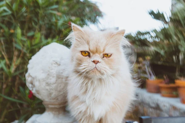 Une Mise Point Douce Chat Persan Blanc Dans Jardin Regardant — Photo