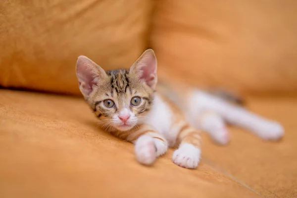 Closeup Shot Cute Kitten Lying Orange Sofa — Stock Photo, Image