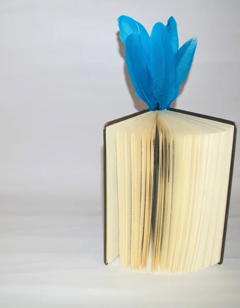 Primer Plano Libro Abierto Con Plumas Azules —  Fotos de Stock