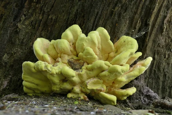 Tiro Close Fungo Esponja Árvore Amarelo Esverdeado Tronco Árvore — Fotografia de Stock