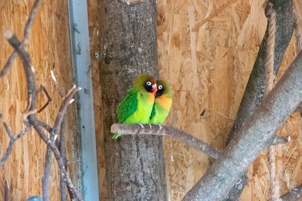 A closeup of two yellow collared lovebirds cuddling on a branch