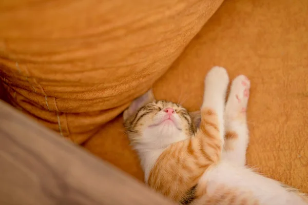 Turuncu Bir Kanepede Uyuyan Sevimli Bir Kedi Yavrusunun Yakın Çekimi — Stok fotoğraf