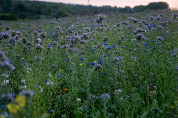 Eine Landschaftsaufnahme Von Einem Blumenfeld — Stockfoto