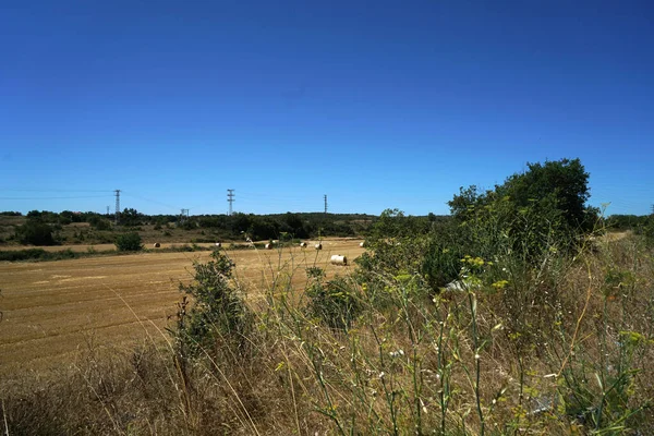 Focus Selettivo Del Terreno Una Giornata Sole — Foto Stock