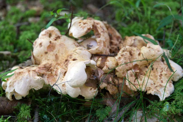 Soft Focus Old Rotting Mushrooms Forest Floor — Stock Photo, Image