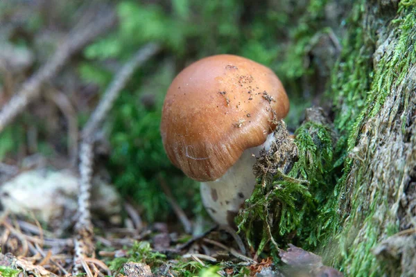 在森林地面上一个腐烂的旧蘑菇的软聚焦点 — 图库照片