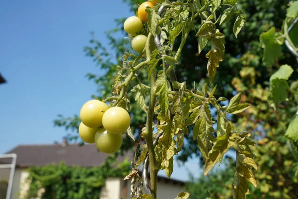 Een Selectief Focusshot Van Laaggroeiende Tomaten — Stockfoto