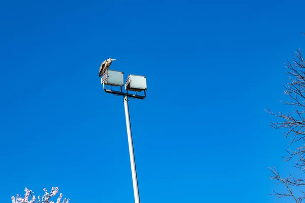 Nízký Úhel Záběru Šedé Volavky Sedící Pouliční Lampě — Stock fotografie