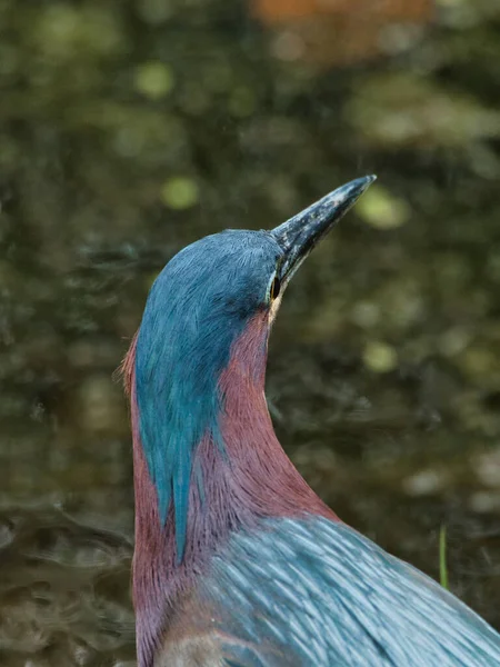 Eine Vertikale Aufnahme Eines Blauen Vogels Mit Verschwommenem Hintergrund — Stockfoto