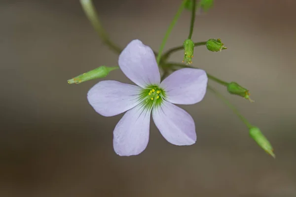 Primer Plano Oxalis Triangularis Bajo Luz Del Sol — Foto de Stock