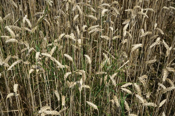 Μια Επιλεκτική Εστίαση Των Φυτών Σιταριού — Φωτογραφία Αρχείου