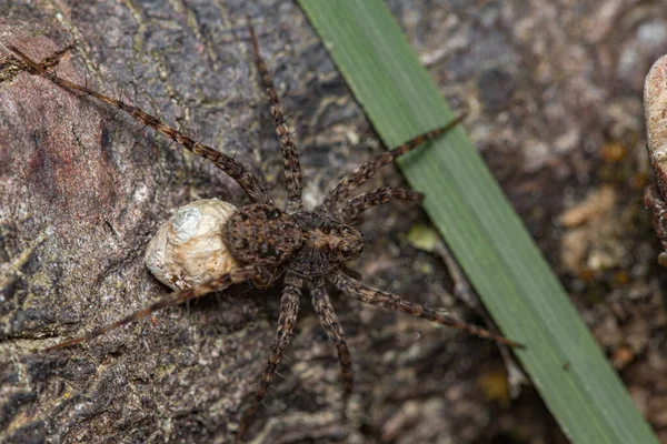 Makroaufnahme Einer Braunen Spinne Auf Einem Felsen — Stockfoto