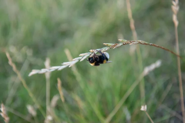 Gros Plan Une Abeille Pollinisant Une Fleur Dans Champ — Photo