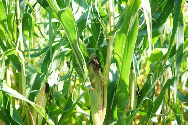 Veduta Una Pianta Mais Una Fattoria — Foto Stock