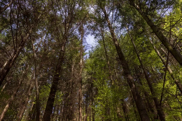 Een Close Shot Van Boomstammen — Stockfoto