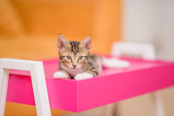 Closeup Shot Cute Kitten Home — Stock Photo, Image