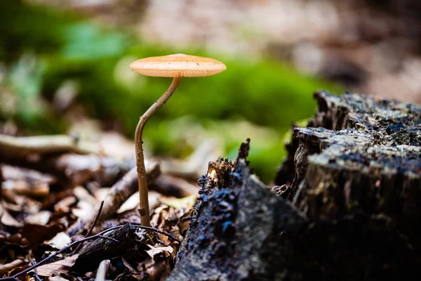 Closeup Magic Mushroom Growing Forest Sunlight — Stock Photo, Image