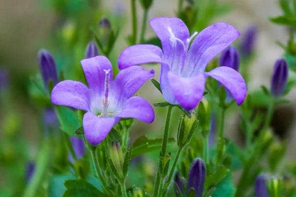 Zbliżenie Pelargonii — Zdjęcie stockowe