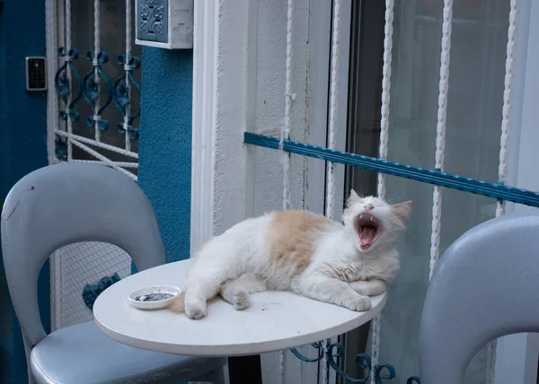 Tiro Perto Gato — Fotografia de Stock