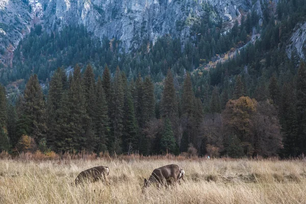 Gros Plan Cerfs Dans Vallée Yosemite Jour — Photo