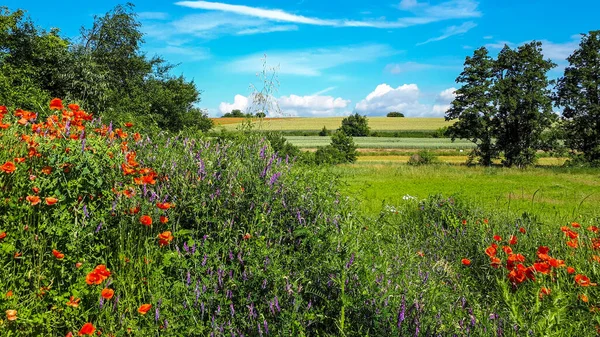 ドイツのノイエンシュタットの太陽の下で草や花に覆われたフィールド — ストック写真