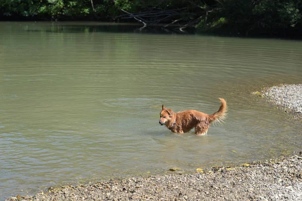 Closeup Shot Dog Getting Info Small Lake Perfect Background — Stock Photo, Image