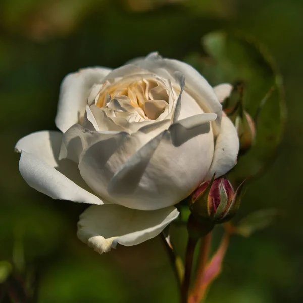 Closeup Shot White Rose Blurred Background — Stock Photo, Image