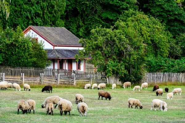 Troupeau Moutons Broutant Dans Champ Couvert Verdure Dans Île Salt — Photo