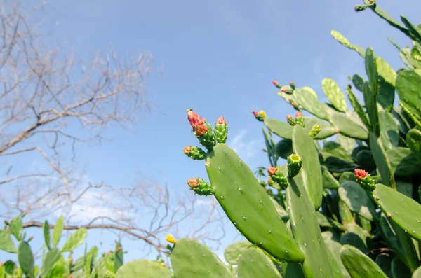 Primo Piano Fiore Cactus — Foto Stock