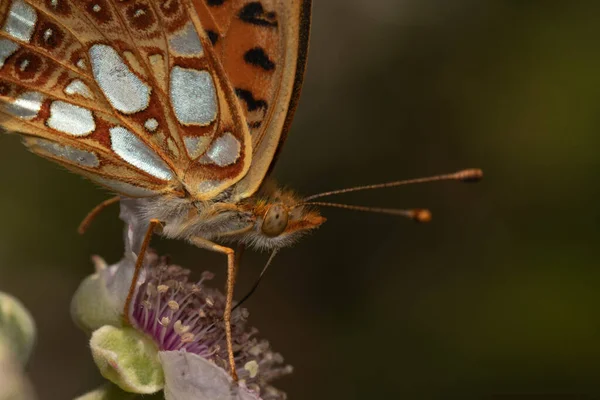 Úžasný Makro Záběr Motýla Květině — Stock fotografie