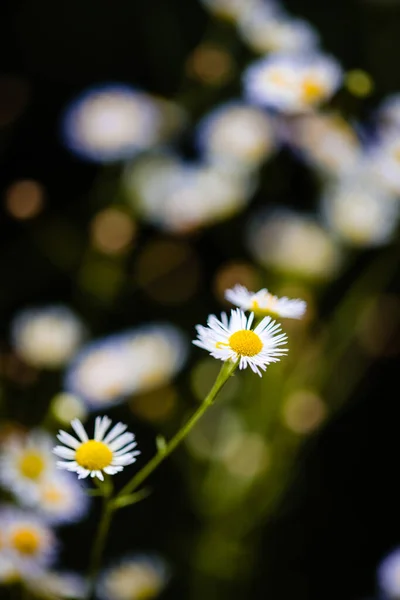 Una Toma Vertical Margaritas Campo Bajo Luz Del Sol Con — Foto de Stock