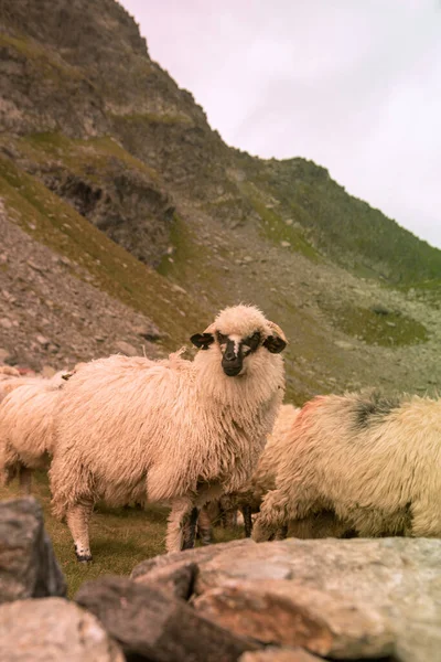 湖の近くの羊の放牧の群れの垂直ショット — ストック写真