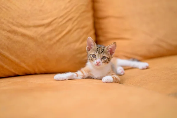 Closeup Shot Cute Kitten Lying Orange Sofa — Stock Photo, Image