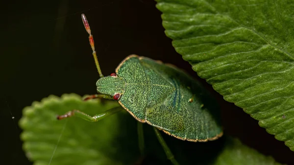 Yaprağın Üzerinde Yeşil Bir Kalkan Böceğinin Makro Görüntüsü — Stok fotoğraf