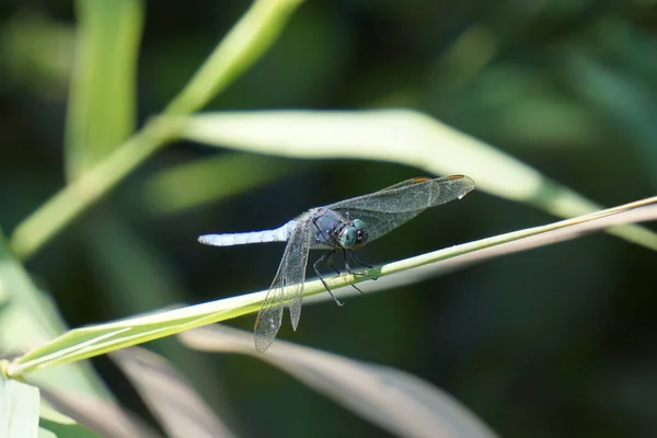 Closeup Shot Dragonfly Sitting Plant — Stock Photo, Image