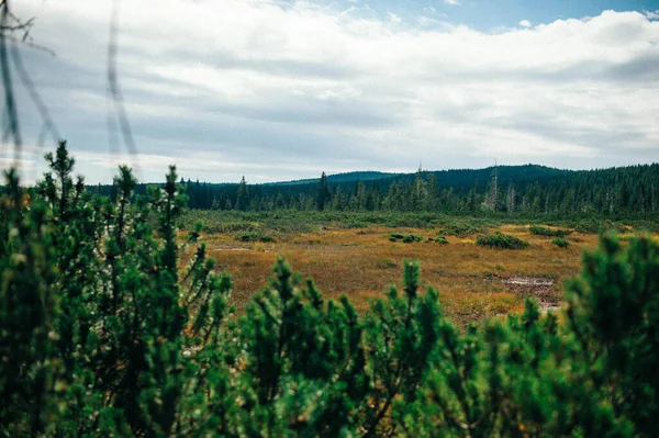 Närbild Bild Äng Med Torkat Gräs Omgiven Gröna Skogar Runt — Stockfoto