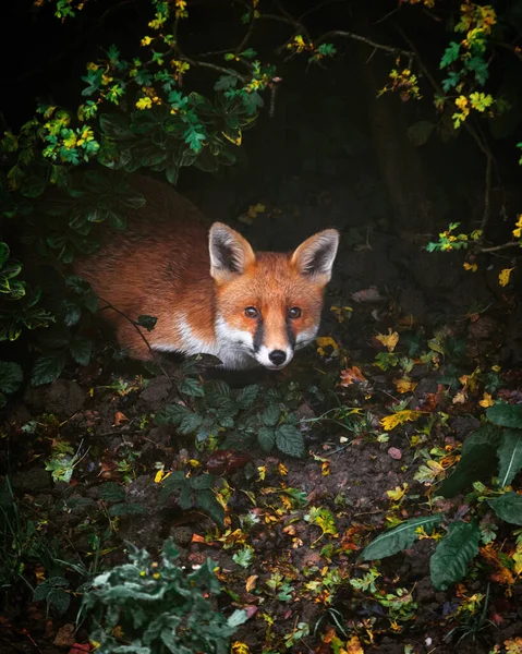 High Angle Shot Red Fox Forest Covered Greenery Lights — Stock Photo, Image