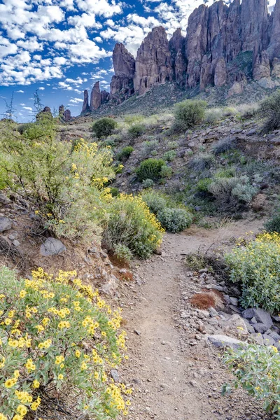 Das Bild Zeigt Eine Von Blühenden Büschen Gesäumte Wüste — Stockfoto