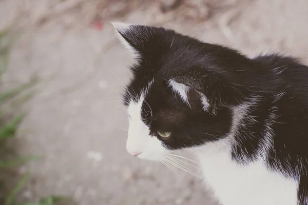 Gros Plan Adorable Chat Dans Environnement Naturel — Photo