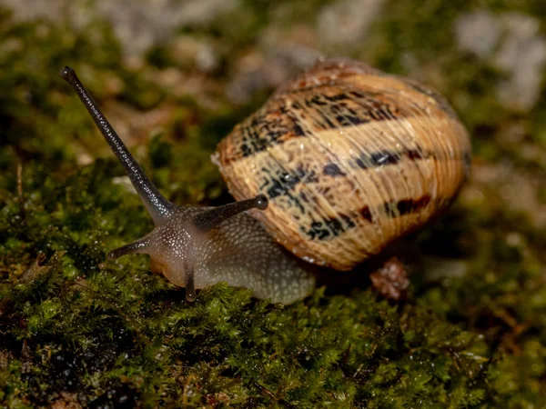 Incrível Macro Shot Caracol Musgo — Fotografia de Stock