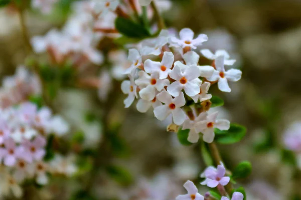 Een Close Shot Van Witte Bloemen — Stockfoto